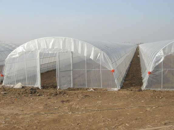 蔬菜大棚圖片 蔬菜大棚圖片