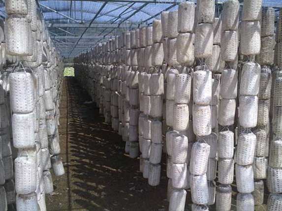 木耳吊袋棚菌袋安裝圖片 木耳吊袋棚菌袋安裝圖片