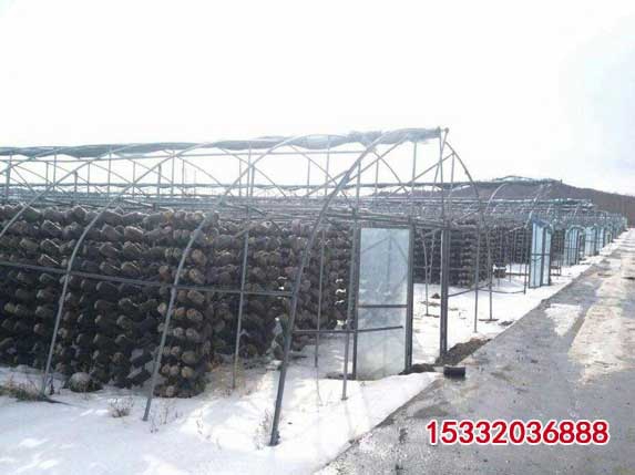 吊袋木耳大棚圖片 吊袋木耳大棚圖片