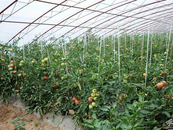 西紅柿溫室大棚圖片