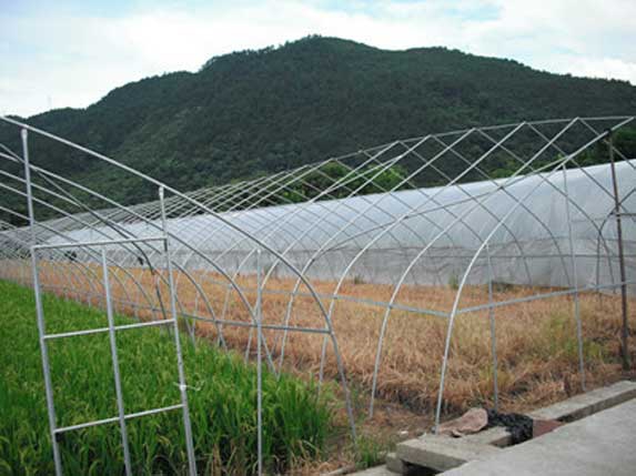 簡易拱管大棚圖片 簡易拱管大棚圖片