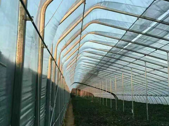 無后墻溫室大棚(帶一趟立柱)骨架圖片 無后墻溫室大棚(帶一趟立柱)骨架圖片