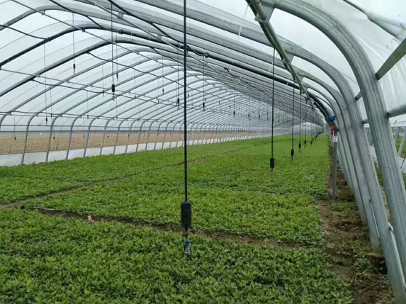 橢圓大棚管高清圖片 橢圓大棚管高清圖片