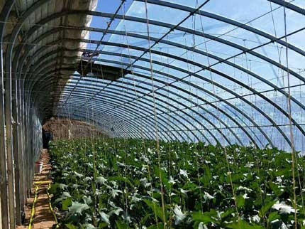 橢圓管大棚內部構造圖片 橢圓管大棚內部構造圖片