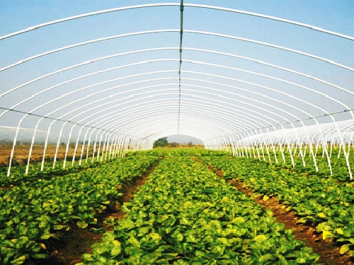 溫室大棚鋼管圖片 溫室大棚鋼管圖片