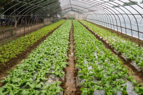 蔬菜大棚圖片 蔬菜大棚圖片