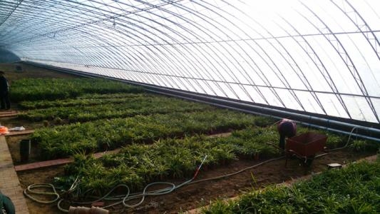 32溫室大棚鋼管圖片