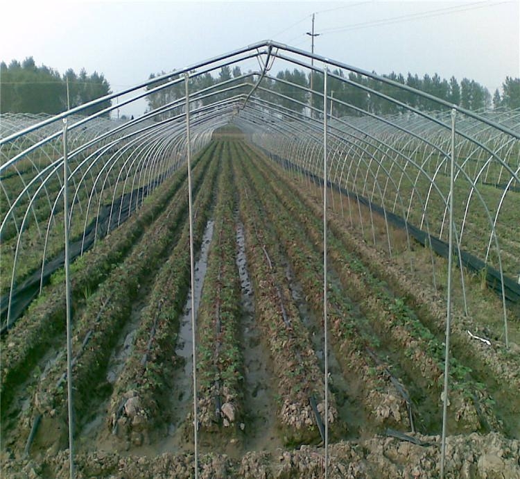 溫室大棚鋼管圖片 溫室大棚鋼管圖片