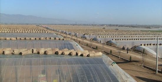 冬暖式大棚圖片