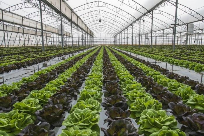 溫室大棚鋼管圖片 溫室大棚鋼管圖片